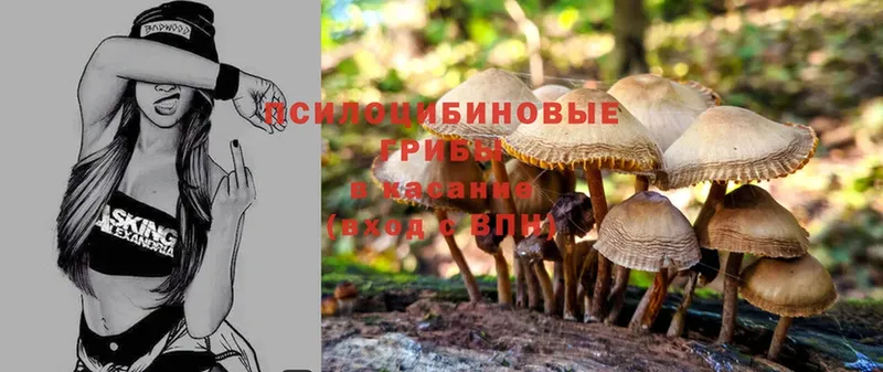 блэк спрут зеркало  Белоусово  Псилоцибиновые грибы Magic Shrooms 